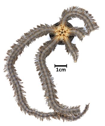 Media type: image;   Invertebrate Zoology OPH-5116 Description: Bottom up view of single specimen with scale bar.;  Aspect: ventral